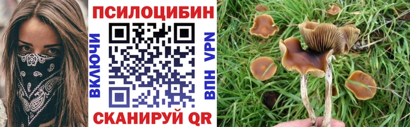 купить   Приволжский  Псилоцибиновые грибы мицелий 